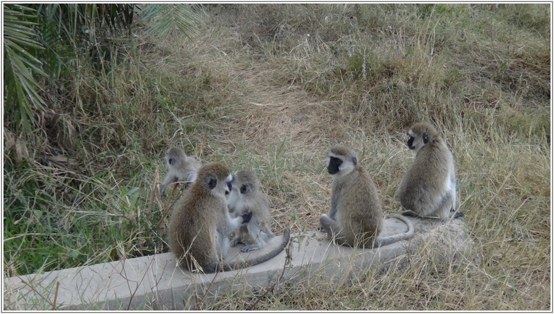 2012-02-19 17-52-19賽倫蓋提的野生動物.JPG